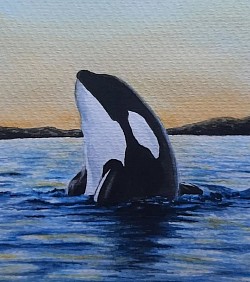 Orca