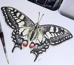 Mariposa