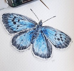 Mariposa
