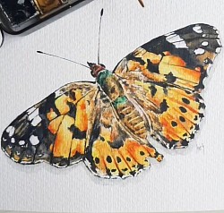 Mariposa