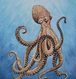 Pulpo