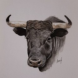 Toro