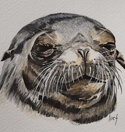 Foca