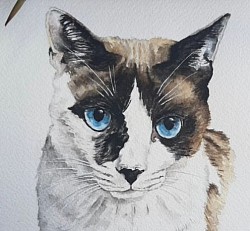 Gato