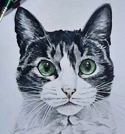 Gato