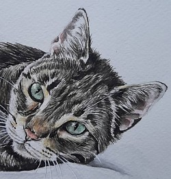 Gato