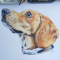 Perro