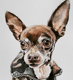 Perro