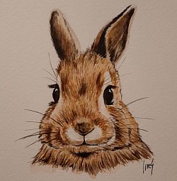 Conejo