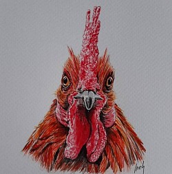 Gallo