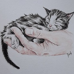 Gato