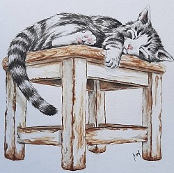 Gato