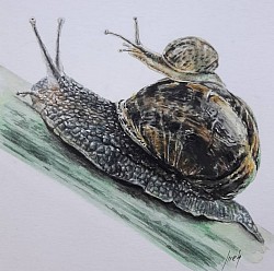 Caracol