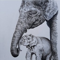Elefante